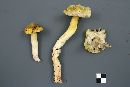 Tricholoma subluteum image