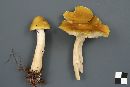 Tricholoma fumosoluteum image