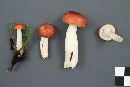 Russula montana image