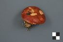 Suillus grevillei image