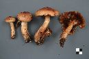 Tricholoma transmutans image