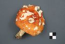 Russula paludosa image