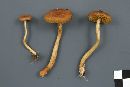 Cortinarius anomalus image