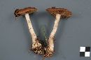 Cortinarius scaurus image