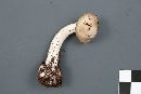 Amanita porphyria image