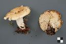 Lactarius deceptivus image