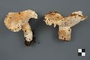 Lactarius deceptivus image