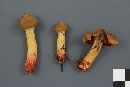 Cortinarius semisanguineus image