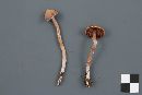 Cortinarius flexipes image