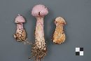 Cortinarius traganus image