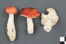 Russula montana image