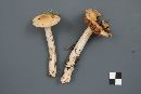 Cortinarius mucifluus image