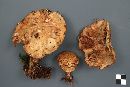 Paxillus involutus image