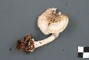 Amanita porphyria image