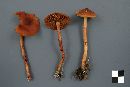 Cortinarius gentilis image