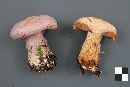 Cortinarius traganus image