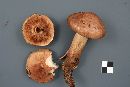 Tricholoma fulvum image