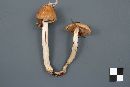 Cortinarius collinitus image