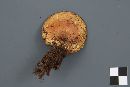 Paxillus involutus image