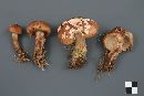 Tricholoma transmutans image