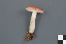 Russula montana image