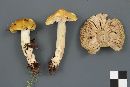 Tricholoma intermedium image