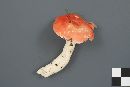 Russula montana image