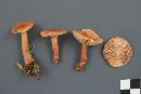 Lactarius subdulcis image