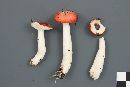 Russula montana image