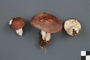 Russula variata image