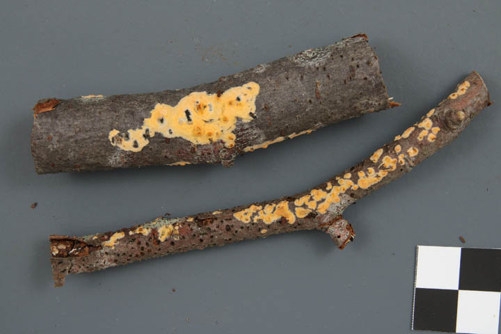 Peniophora erikssonii image