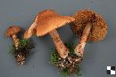 Cortinarius armillatus image