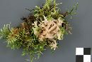 Clavulina coralloides image