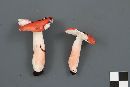 Russula peckii image