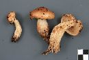 Tricholoma transmutans image