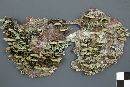 Trichaptum abietinum image