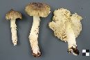 Tricholoma subsejunctum image