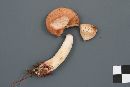 Lactarius vinaceorufescens image