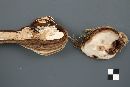 Fomitopsis ochracea image