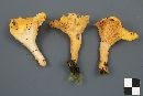 Cantharellus enelensis image