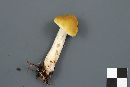 Tricholoma fumosoluteum image