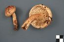 Tricholoma transmutans image