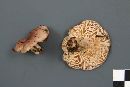 Lactarius vietus image