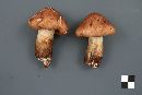 Tricholoma transmutans image