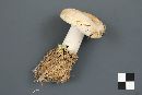 Lactarius deceptivus image