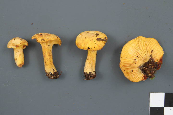 Cantharellus camphoratus image
