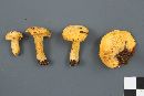 Cantharellus camphoratus image