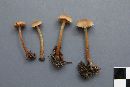 Cortinarius tubarius image