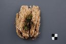 Ramaria acrisiccescens image