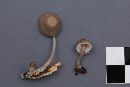 Mycena abramsii image